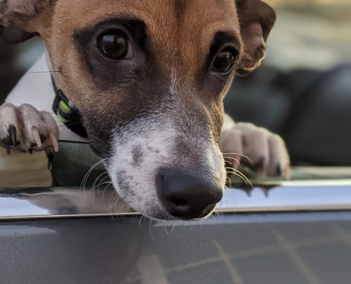 A small brown dog with white nozzle and markings looks over the end of rolloed down car door window