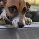 A small brown dog with white nozzle and markings looks over the end of rolloed down car door window