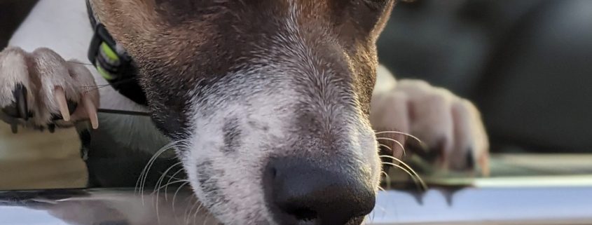 A small brown dog with white nozzle and markings looks over the end of rolloed down car door window