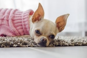 a chihuahua looking dog with a pink sweater lays on a tan rug.