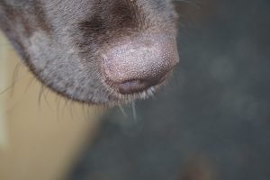 close-up of a black dog nose