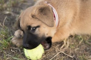brown puppy chews on a tennis ball