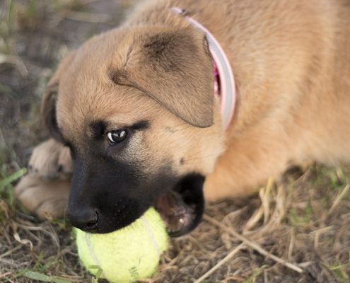 brown puppy chews on a tennis ball