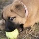 brown puppy chews on a tennis ball