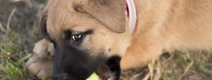 brown puppy chews on a tennis ball