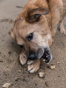 a scruffy brown dog chews on an item held in his paws in an outside setting