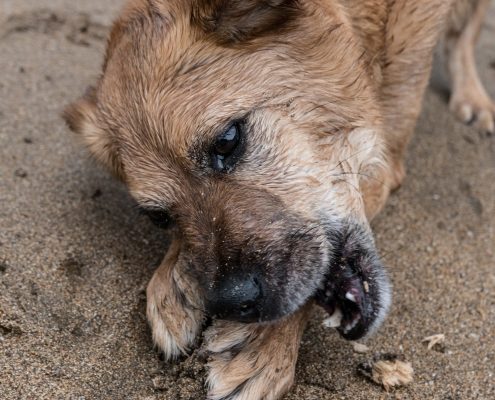 a scruffy brown dog chews on an item held in his paws in an outside setting