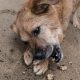 a scruffy brown dog chews on an item held in his paws in an outside setting