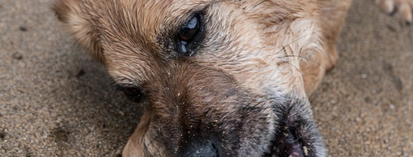 a scruffy brown dog chews on an item held in his paws in an outside setting