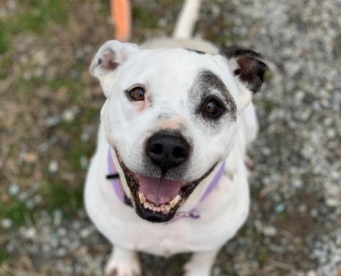 A white dog with brown patch