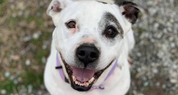 A white dog with brown patch