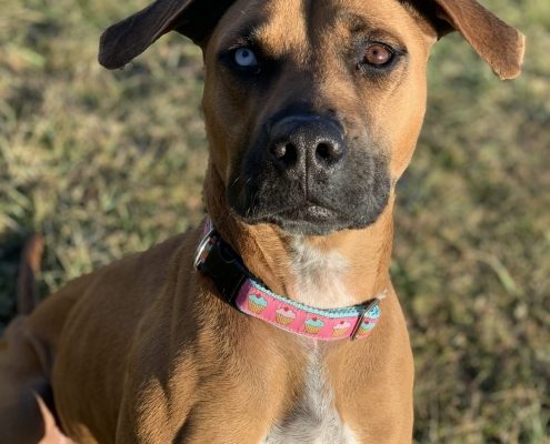 A large brown dog is pictured outside. The dog has a darker snout and a light blue eye and brown eye