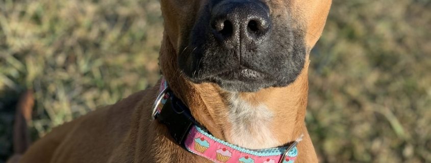 A large brown dog is pictured outside. The dog has a darker snout and a light blue eye and brown eye