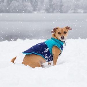 a small brown dog wearing a blue winter coat sits in the snow