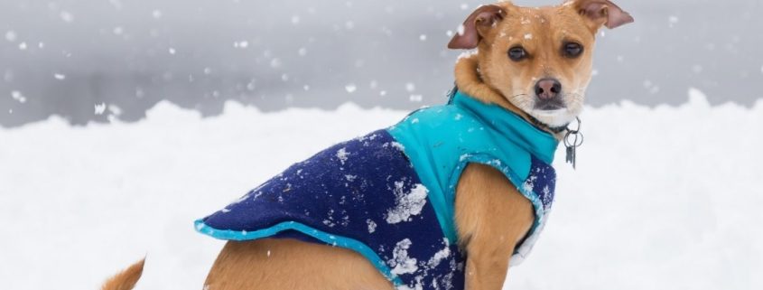 a small brown dog wearing a blue winter coat sits in the snow