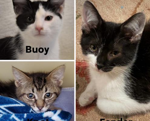 A collage of three kittens, two are black and white and one is grey