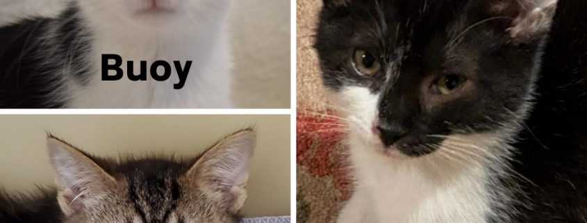A collage of three kittens, two are black and white and one is grey