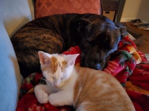 A white and orange kitten sleeps with a dark brown puppy