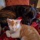 A white and orange kitten sleeps with a dark brown puppy