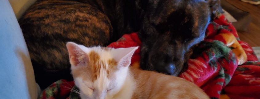 A white and orange kitten sleeps with a dark brown puppy