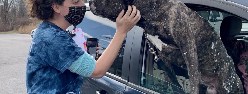 a women with dark hair pets a dog leaning out of a car window