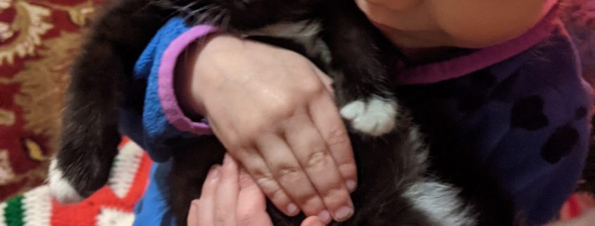 a black kitten with small white markings is held gently by a young child