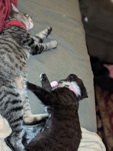 a grey tabby and black kitten sleep together