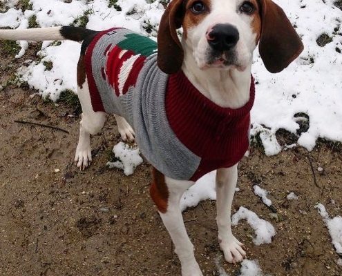 Brown and white hound dog wearing a grey and red sweater outside in a dirt and snow lot