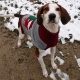 Brown and white hound dog wearing a grey and red sweater outside in a dirt and snow lot