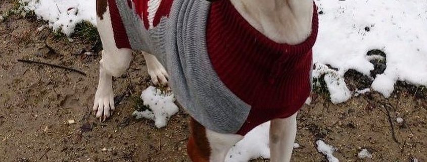 Brown and white hound dog wearing a grey and red sweater outside in a dirt and snow lot