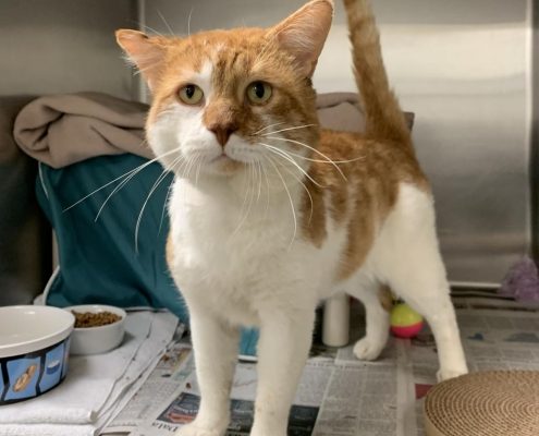 A orange and white cat with larger cheeks stands in a cat condo