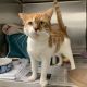 A orange and white cat with larger cheeks stands in a cat condo