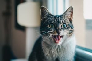 a grey and white cat sits with an open mouth