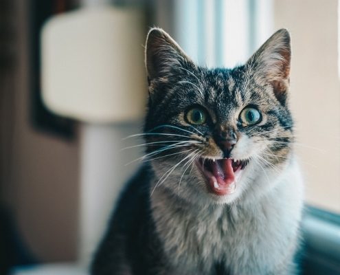 a grey and white cat sits with an open mouth