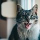 a grey and white cat sits with an open mouth