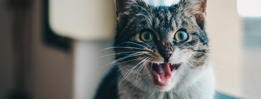 a grey and white cat sits with an open mouth