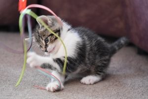 grey and white kitten plays with a cat toy