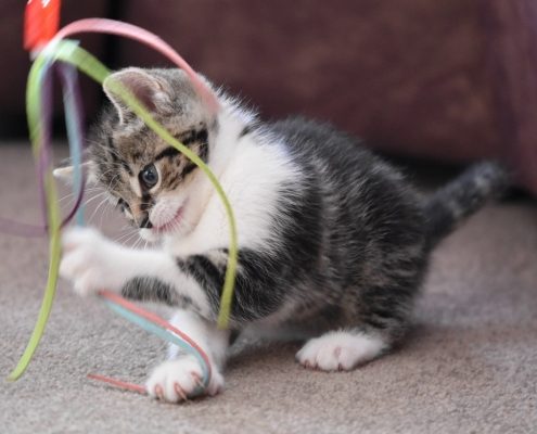 grey and white kitten plays with a cat toy