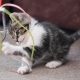 grey and white kitten plays with a cat toy