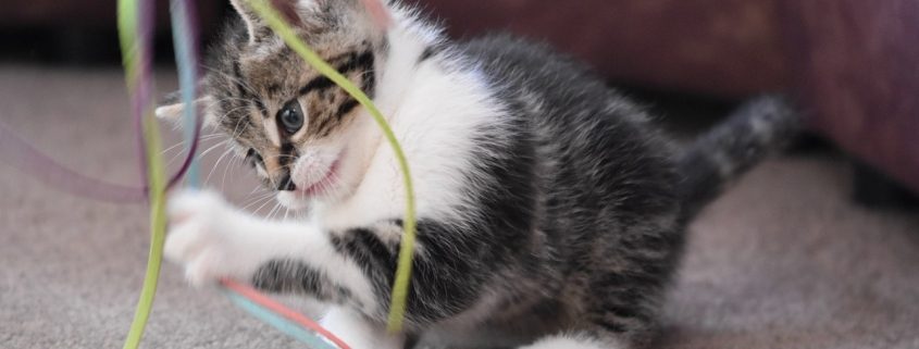 grey and white kitten plays with a cat toy