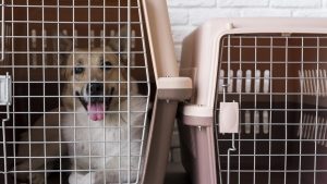 A happy medium sized dog looks our of their crate