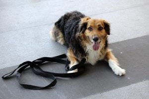 a shaggy haired brown, black, and white dog lays on the ground with a slack leash.