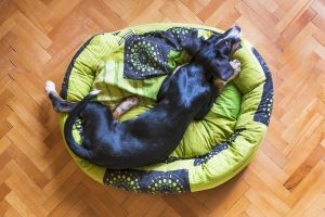 a black dog with floppy ears lays on a green dog bed