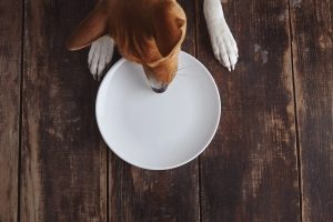 an overhead view of a dog tryin g to eat from an empty plat on a wooden table