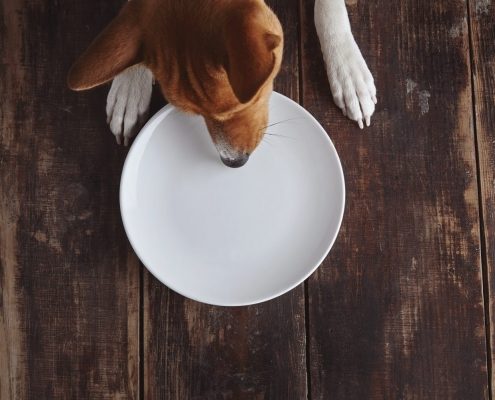 an overhead view of a dog tryin g to eat from an empty plat on a wooden table