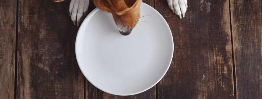 an overhead view of a dog tryin g to eat from an empty plat on a wooden table