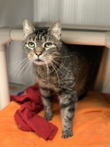 image of an older grey tabby cat standing in a kennel