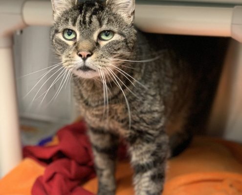 image of an older grey tabby cat standing in a kennel