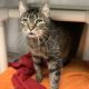 image of an older grey tabby cat standing in a kennel