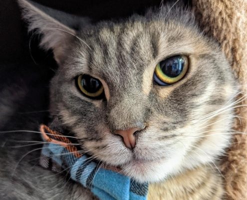 A grey cat waring a blue plaid bowtie